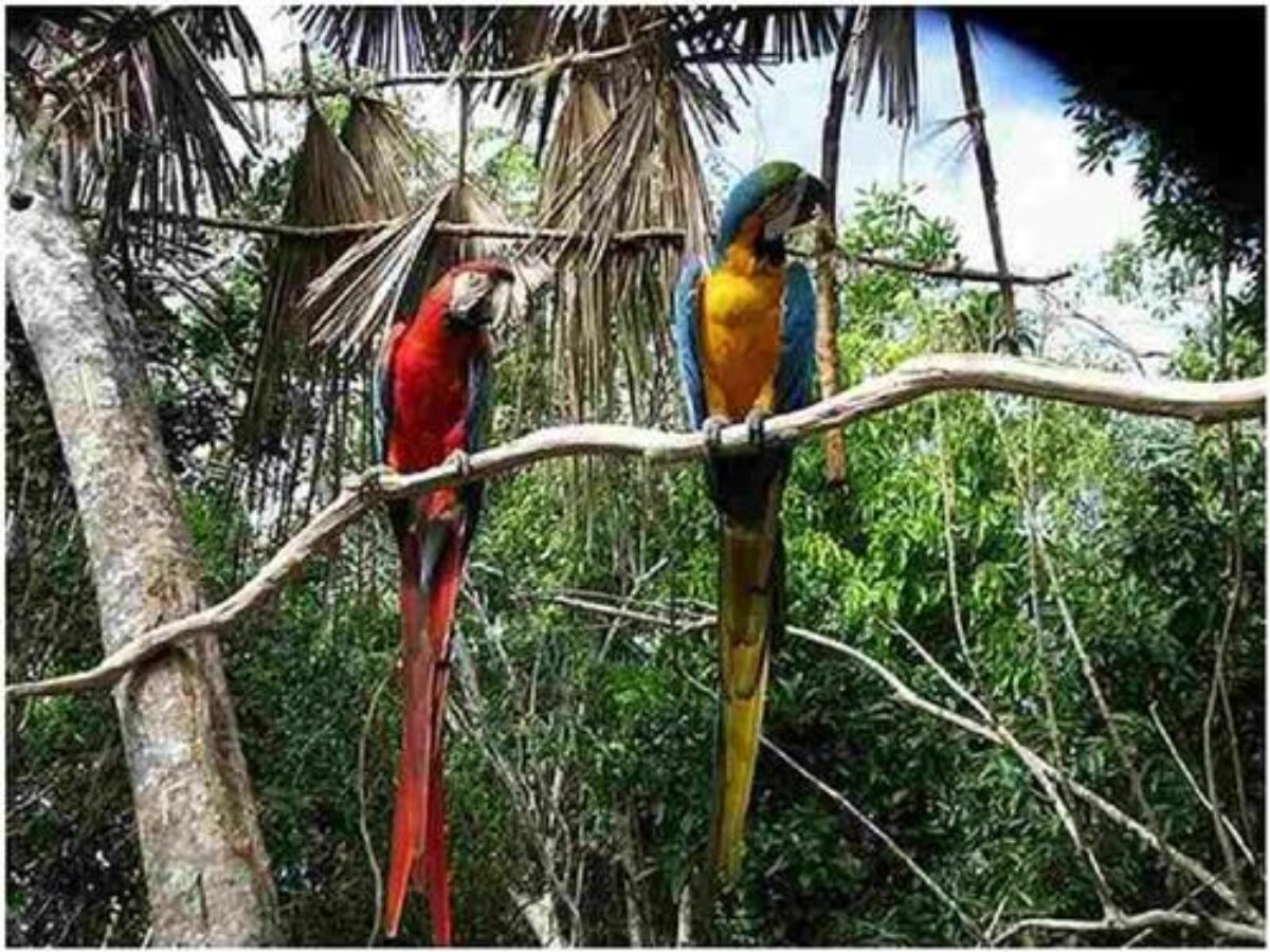 Parrot Island