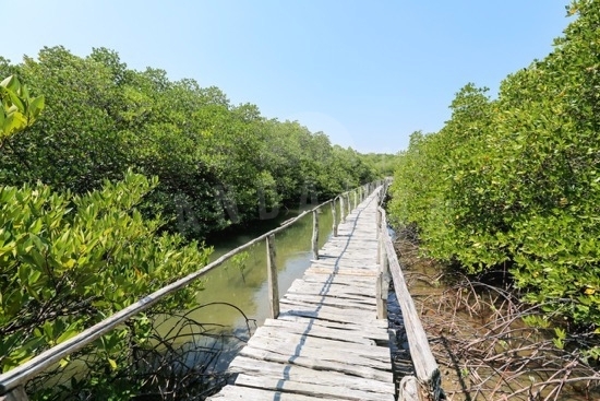 Yerrata Mangrove Walkway